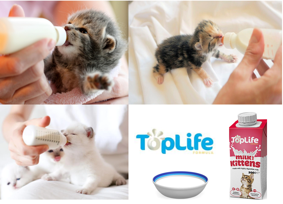 Toplife Formula Lactose Reduced Kitten Milk (200ml) - Pack of 18 - ONE CLICK SUPPLIES