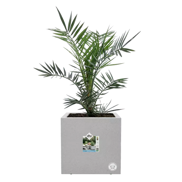 Elho Vivo Next Living Concrete Square Planter 30cm - ONE CLICK SUPPLIES